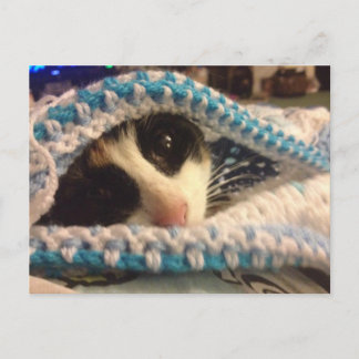 Cartão Postal Trixie e o blues