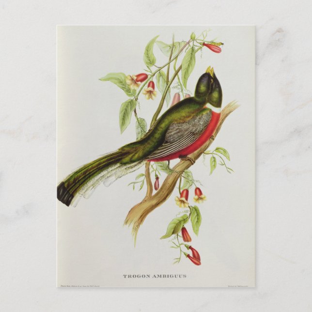 Cartão Postal Trogon Ambiguus (Frente)