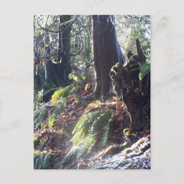 Cartão Postal "troll" florestal na neve #2 (Frente)