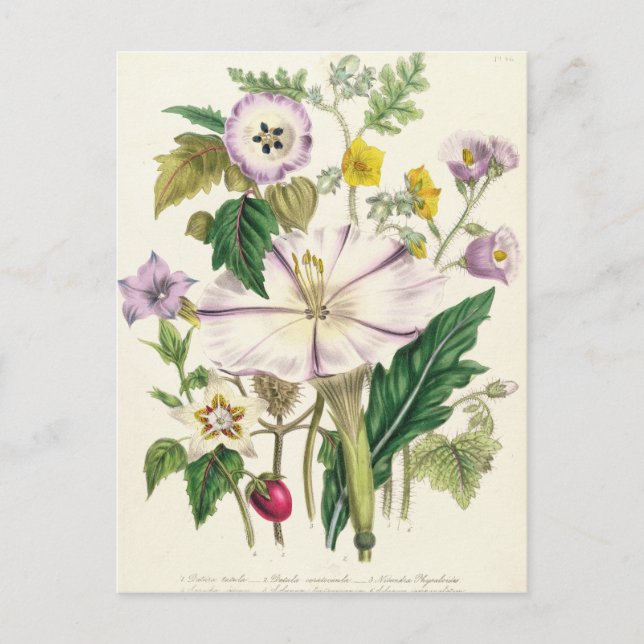 Cartão Postal Trompete do diabo, prato 46 de "As Senhoras" (Frente)