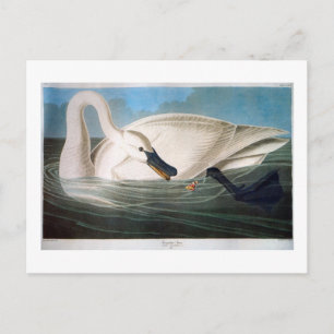 Cartão Postal Trompeter Swan, John James Audubon Fine Art