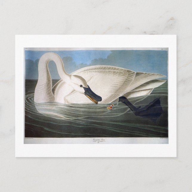 Cartão Postal Trompeter Swan, John James Audubon Fine Art (Frente)