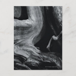 Cartão Postal tronco da árvore morto