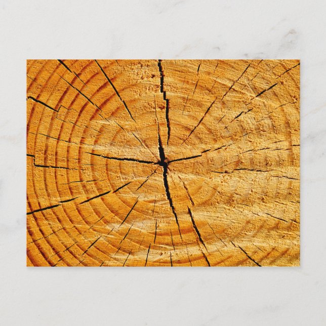 Cartão Postal Tronco de Árvore (Frente)