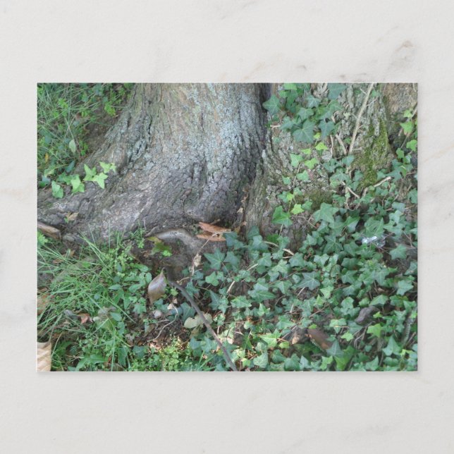 Cartão Postal Tronco de árvores e marinheiro na floresta (Frente)