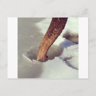 Cartão Postal Tronco Elefante