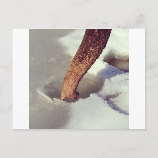 Cartão Postal Tronco Elefante (Frente)