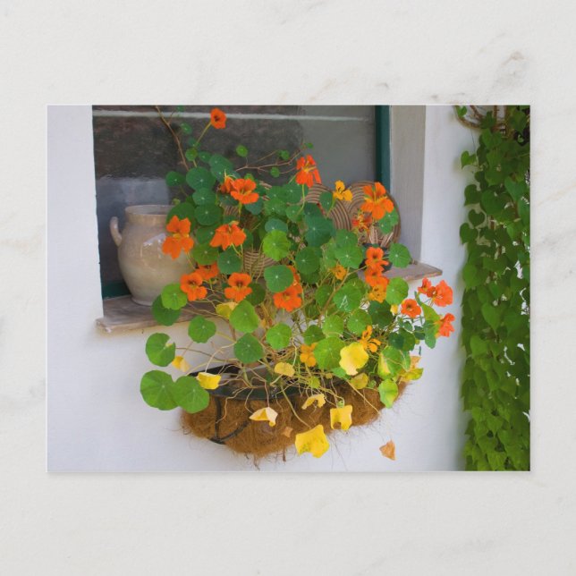 Cartão Postal Tropaeolum majus (Frente)