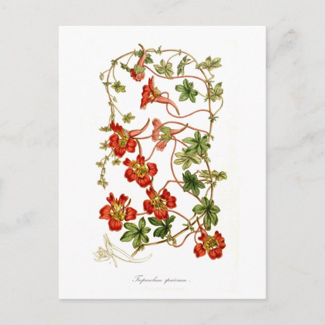 Cartão Postal Tropaeolum speciosum (Frente)