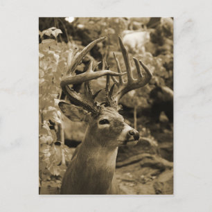 Cartão Postal Trophy Deer