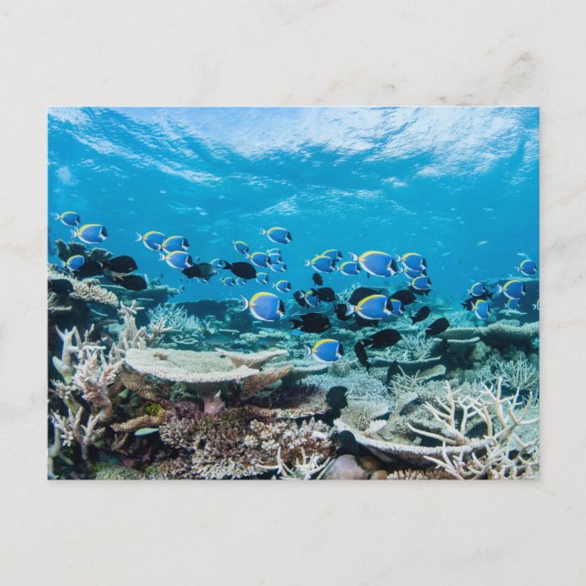 Cartão Postal Tropical Beaches | Sturgeon Amongst Coral (Frente)