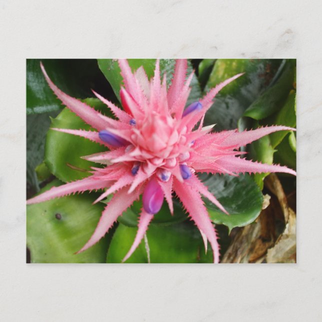 Cartão Postal Tropical Beauty Postcard (Frente)