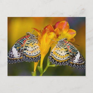 Cartão Postal Tropical Butterfly Twins