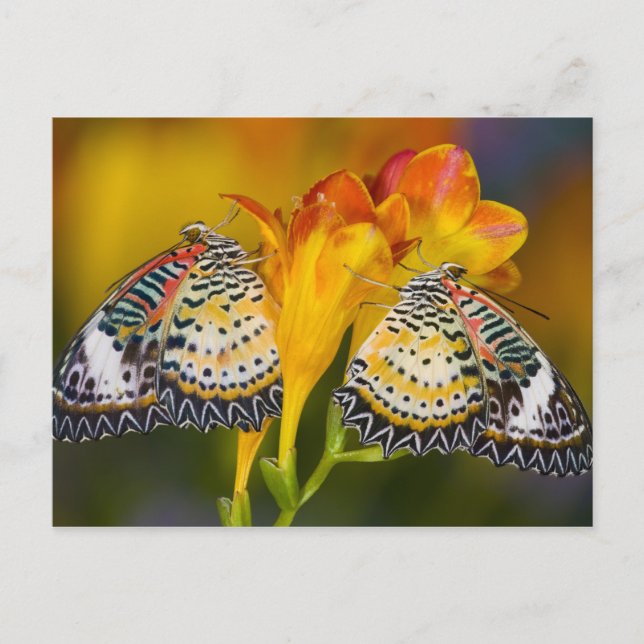 Cartão Postal Tropical Butterfly Twins (Frente)