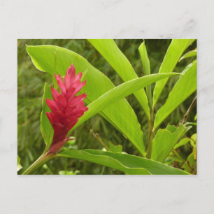 Cartão Postal Tropical de Flor Vermelho Ginger (Alpinia)