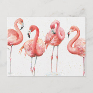 Cartão Postal Tropical   Família de Flamingos