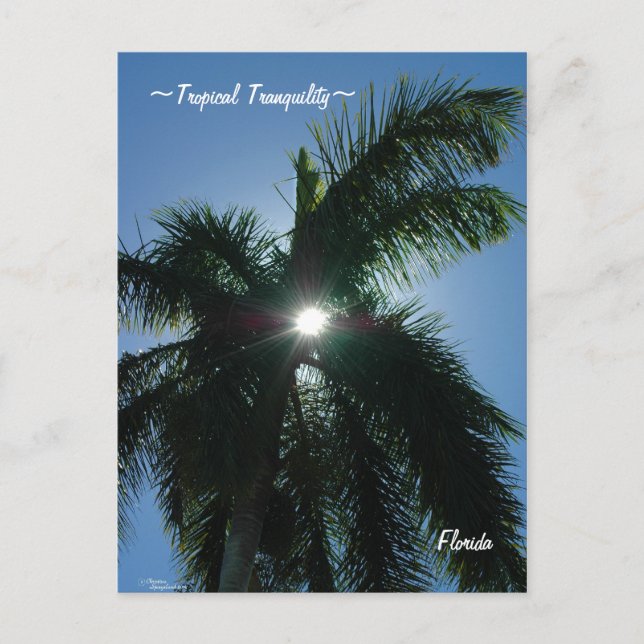 Cartão postal Tropical Flórida (Frente)