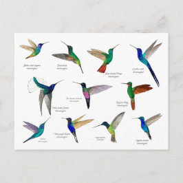 Cartão Postal Tropical Hummingbirds 