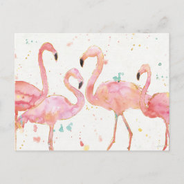 Cartão Postal Tropical | Recolha de Flamingos