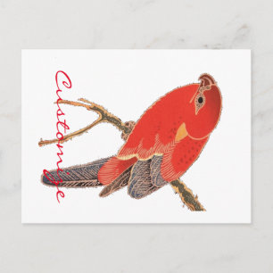 Cartão Postal Tropical Red Parrot Thunder_Cove