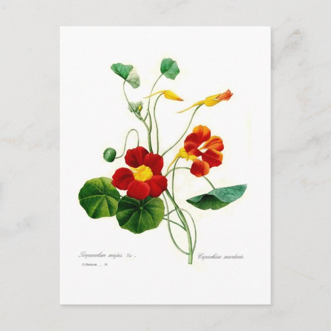 Cartão Postal Tropoolum majus (nasturtium) (Frente)