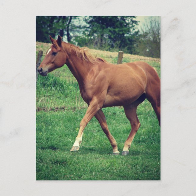 Cartão Postal Trot, Scotch (Frente)