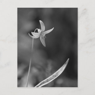 Cartão Postal Trout Lily