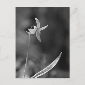 Cartão Postal Trout Lily
