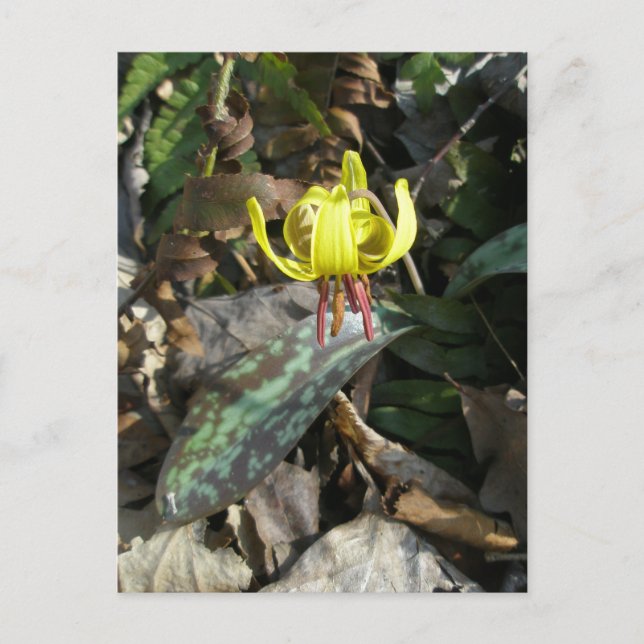 Cartão Postal Trout Lily Wildflower - Erythronium americanum (Frente)