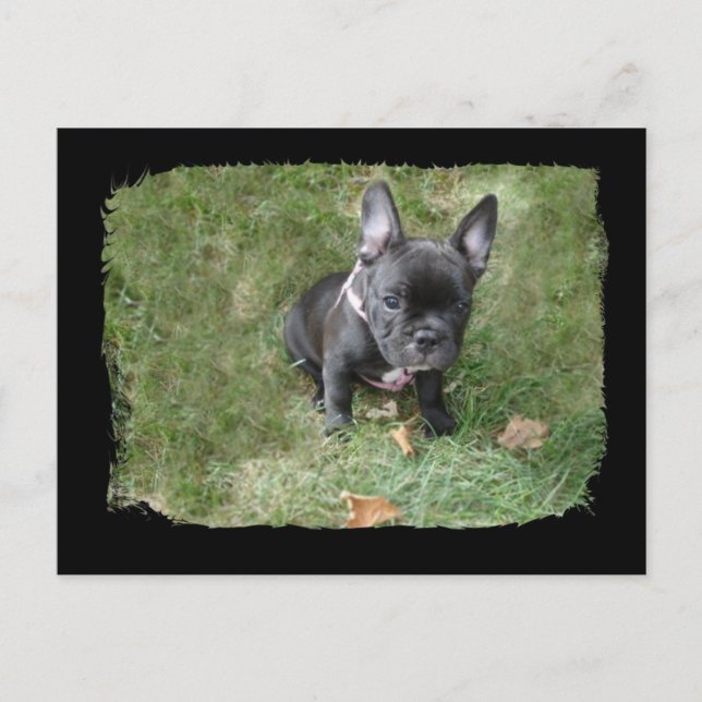 Cartão Postal Trudy the French Bulldog (Frente)