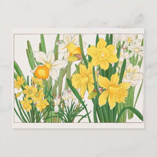 Cartão Postal Trumpet narcissus de Tanigami Konan (Frente)