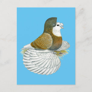 Cartão Postal Trumpeter Pigeon AOC Baldhead