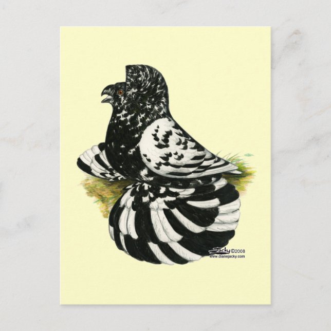 Cartão Postal Trumpeter Pigeon Dark Splash (Frente)