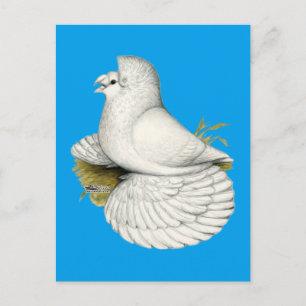 Cartão Postal Trumpeter Pigeon White