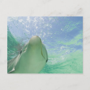 Cartão Postal Truncatus) do Tursiops dos golfinhos de Bottlenose