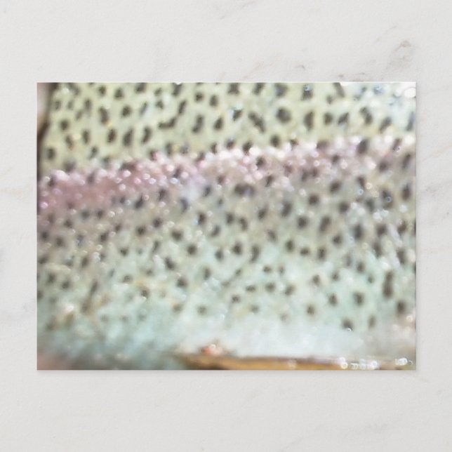 Cartão Postal Truta arco-íris (Frente)