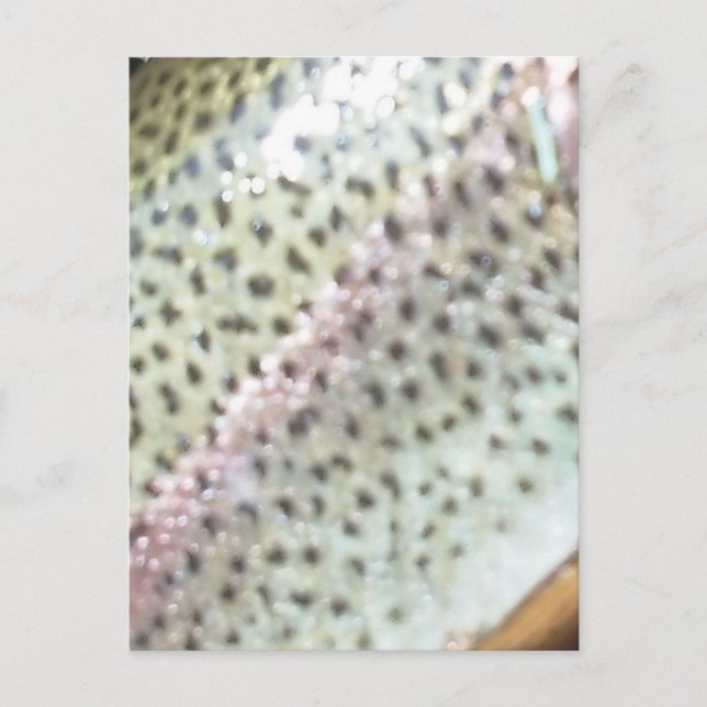 Cartão Postal Truta arco-íris (Frente)