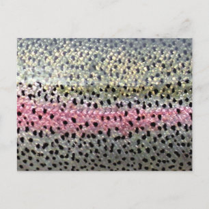 Cartão Postal Truta Arco-Íris por PadrãoWear ©