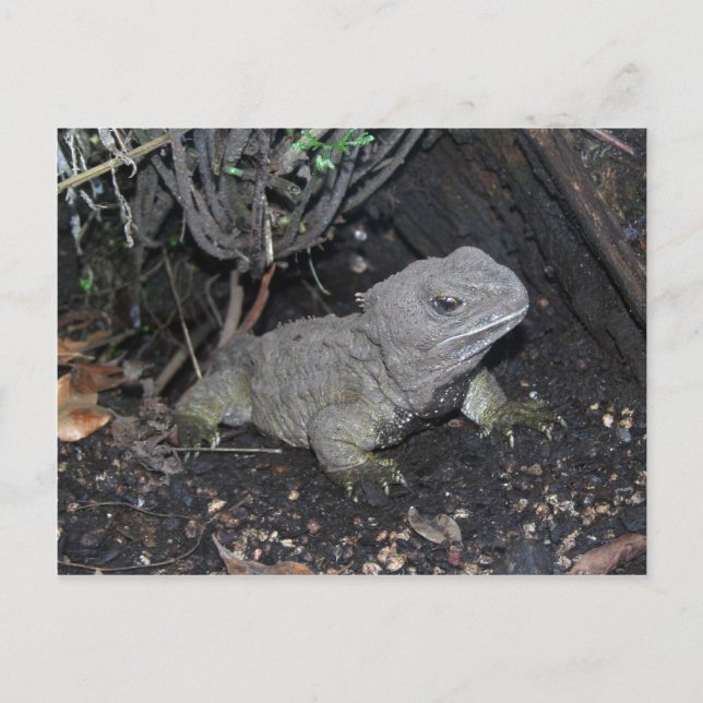 Cartão Postal Tuatara (Frente)