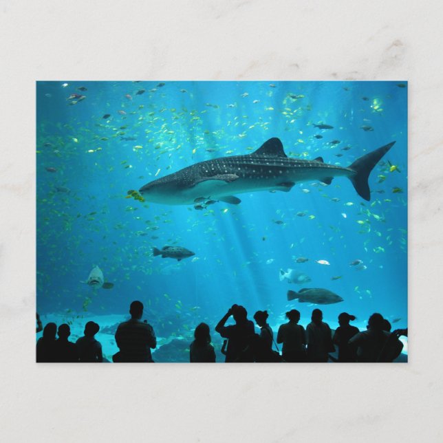 Cartão Postal Tubarão-baleia macho no Georgia Aquarium (Frente)