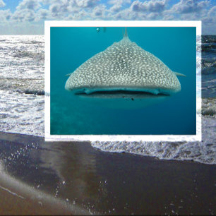 Cartão Postal Tubarão-baleia, Vista frontal, Face