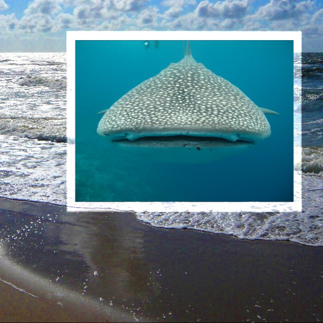 Cartão Postal Tubarão-baleia, Vista frontal, Face (Criador carregado)