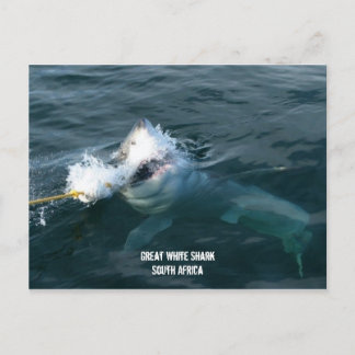 Cartão Postal Tubarão Branco excelente - África do Sul