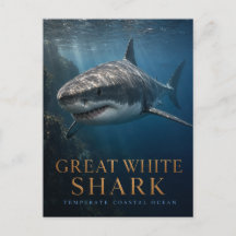 Tubarão Branco Grande Animais do Oceano Costeiro