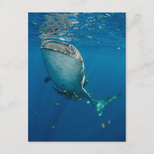 Cartão Postal Tubarão de baleia e peixe