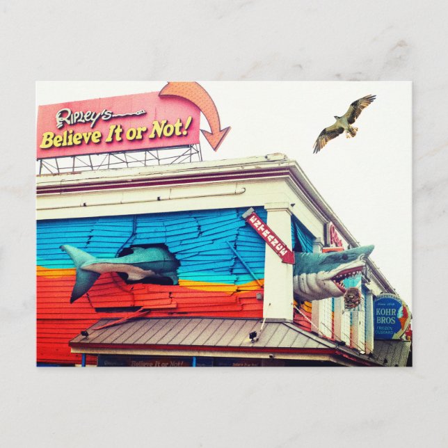 Cartão Postal Tubarão e Osprey (Frente)