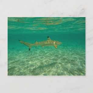 Cartão Postal Tubarão em bora bora