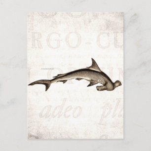 Cartão Postal Tubarão-martelo Antigo Martelo Cabeça Vintage 1800