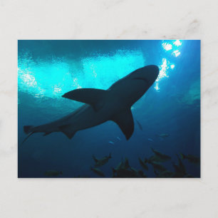 Cartão Postal Tubarão no Georgia Aquarium