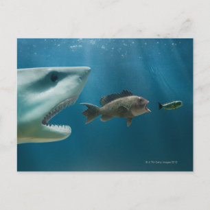 Cartão Postal Tubarão perseguindo o robalo que persegue juvenis